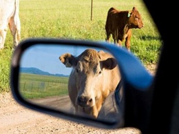 Грузовик против коров: на Херсонщине оштрафовали виновников ДТП