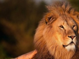 Горячая встреча: лев из зоопарка запрыгнул в авто к туристам (видео)