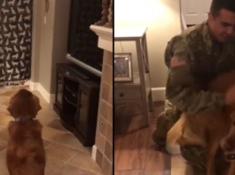 Реакция этой собаки на возвращение хозяина из армии растопила сердца миллионов!