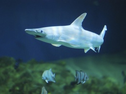 Ученые обнаружили акулу, которая питается растениями (видео)