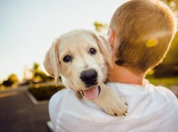 Ученые объяснили смысл и важность эмоций собак