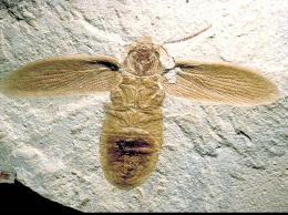 Раскрыты новые детали гибели и восстановления насекомых в «великом» Пермском вымирании