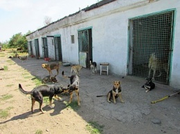 Собачье дело: итоги двухмесячного отлова собак в Бердянске