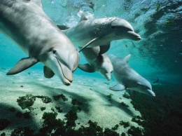 Моча дельфинов-афалин содержит следы бытовой химии