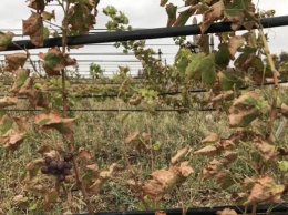 В Крыму кислотные выбросы обожгли виноградники, огороды и деревья
