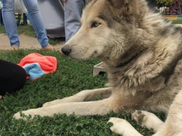 В Запорожье на улице нашли брошенного породистого пса (Фото)