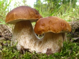 Жителям Рязани рассказали, что делать при отравлении грибами