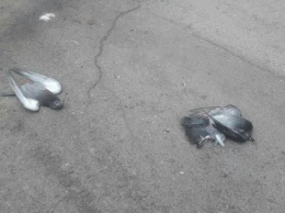 В Запорожье начали гибнуть голуби