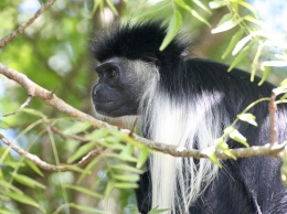 Ученые хотят защитить обезьян Кении от случайных ударов током