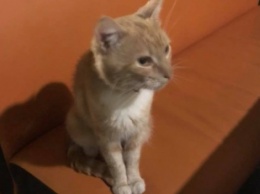 "Фартовый" кот с красным ошейником ищет хозяев (фото_