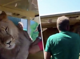 В Крыму лев запрыгнул в машину с туристами. И тут случилось неожиданное!