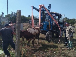 На Николаевщине спасатели вытащили корову из выгребной ямы