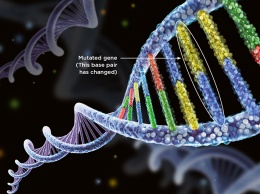 Потеря гена CMAH в контексте эволюции человека