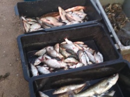 На Николаевщине рыбаки наловили 25 килограмм рыбы почти на 26 тысяч гривен