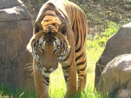 В Индии суд постановил убить тигра умирающего вида