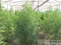 На Закарпатье обнаружили плантацию марихуаны