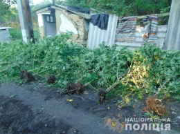 И полкило готовой сухой конопли, 44 куста растущей - на Николаевщине полиция нагрянула к очередному «агроному»