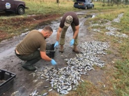 На Днепропетровщине расследуются причины массового замора рыбы