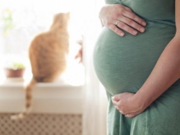 Паразит «Кошачье проклятие»: Ученые протестировали новый анализ на наличие токсоплазмоза у беременных