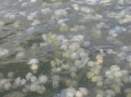 Нашествие медуз в Одессе: стоит ли бояться и что делать, если вас ужалили