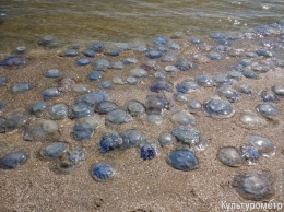 Пляж в Лузановке заполонили тысячи медуз