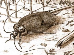 Палеонтологи: Древние тараканы притворялись муравьями, чтобы выжить