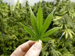 «Конопляное семечко в теплую землю»: в Грузии планируют разрешить производство и экспорт марихуаны