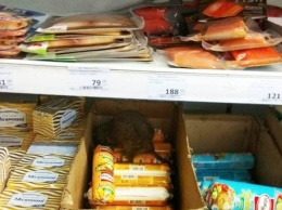В мариупольском супермаркете на полках обнаружили крысу