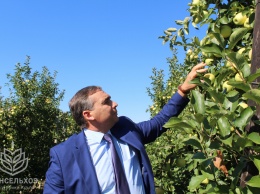 Красногвардейский район - лидер по сбору урожая яблок в Крыму
