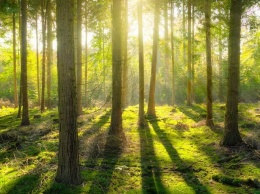 Предприятие на Полтавщине возместит убытки от спиленных деревьев