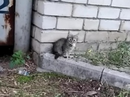 В Запорожье подросток жестоко убил котенка - соцсети (ВИДЕО)