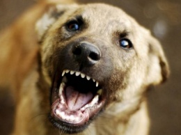 ЧП на Днепропетровщине: собака вцепилась в лицо ребенку