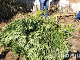 На Николаевщине наркоман вырастил трехметровую элитную коноплю на миллион гривен