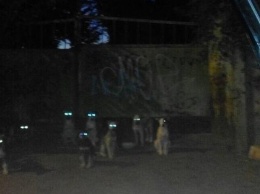 «Вонь собачьих какашек на детской площадке»: николаевцы жалуются на стаи бездомных животных