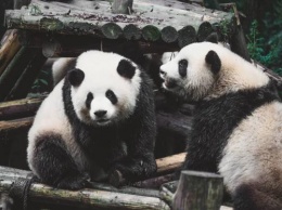 Ученые: Панды определяют пол сородича по голосу с 10 метров