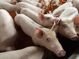 Австрийский фермер инвестирует $3 млн в реконструкцию свинокомплекса в Черкасской области