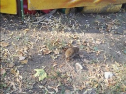 В Воронеже большая крыса живет рядом с детскими каруселями