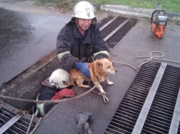 На Днепропетровщине сотрудники ГСЧС спасли собаку