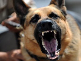 Под Полтавой - нашествие агрессивных собак