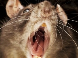 Крыса загрызла ребенка в Мариуполе: жуткие подробности и фото