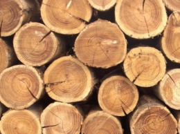 Лесагенство предложило владельцу крупнейшей в Европе лесопилки взять в концессию 5 украинских лесхозов
