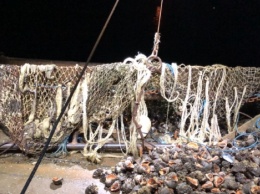 Более 4 тонн рапанов выловил браконьер в Коблево - на 1,6 млн. грн
