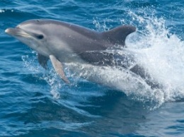 Причины гибели дельфинов Черного моря выяснит комплексная экспедиция