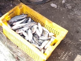 За одну ночь браконьер незаконно наловил более 12 кг рыбы и нанес ущерб государству на сумму более 100 тысяч гривен