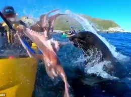 «Ейной мордой начала меня в харю тыкать»: морской котик швырнул туристу в лицо осьминога