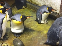 Пингвины-геи украли птенца у наивных родителей! Вот видео, как это было