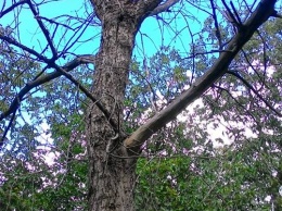 Над головами первомайцев нависло больше 100 потенциально опасных деревьев