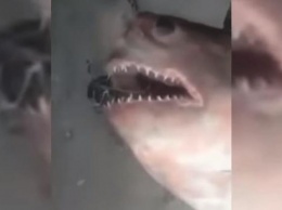 Двухметровая акула испортила россиянам рыбалку на Енисее