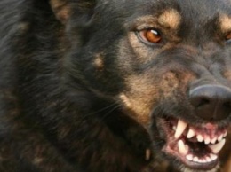В Кирово-Чепецке собака напала на двух детей