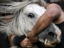 На Днепропетровщине живодеры расчленили лошадь